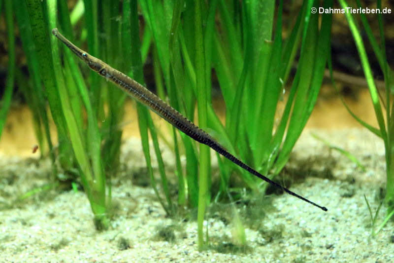 Asiatische Flussnadel (Doryichthys boaja)