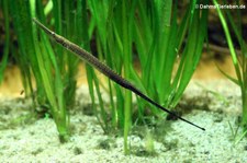 Asiatische Flussnadel (Doryichthys boaja) im Kölner Zoo