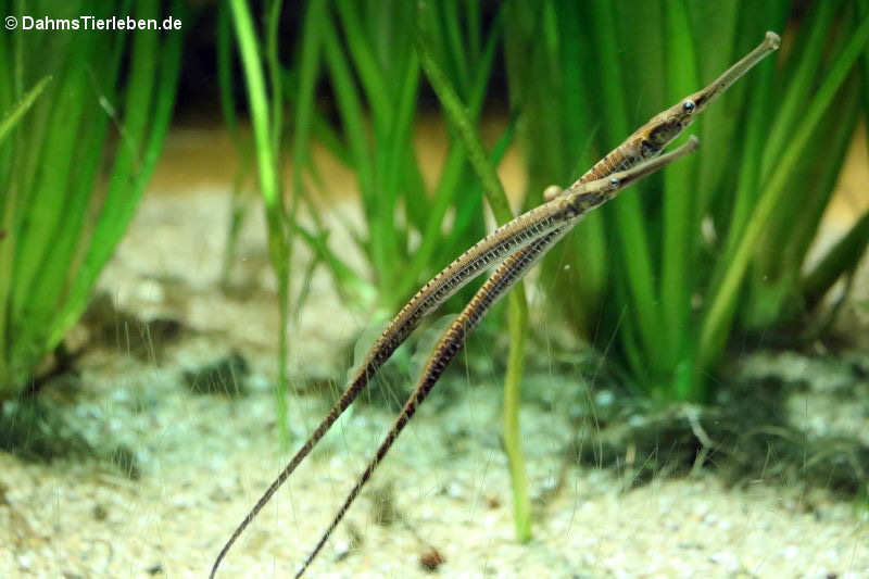 Asiatische Flussnadeln Doryichthys boaja-1