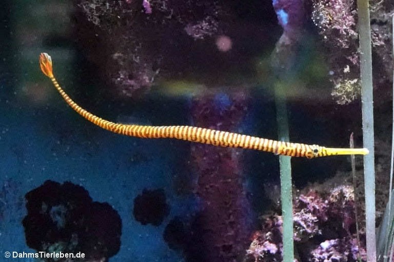 Dunckerocampus pessuliferus