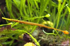 Gelbband-Seenadel (Dunckerocampus pessuliferus) im Kölner Zoo 