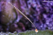 Gelbband-Seenadel (Dunckerocampus pessuliferus) im Kölner Zoo