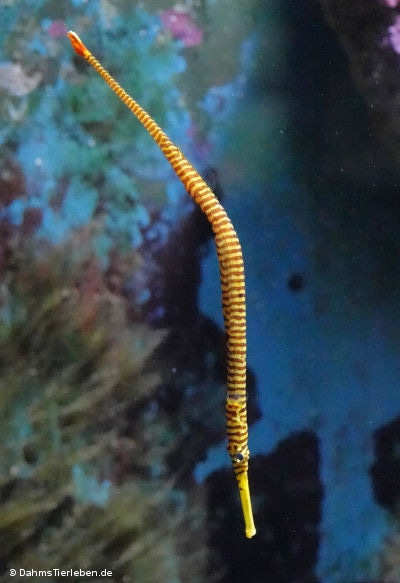 Gelbband-Seenadel Dunckerocampus pessuliferus-4