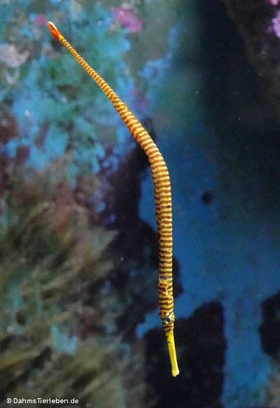 Dunckerocampus pessuliferus