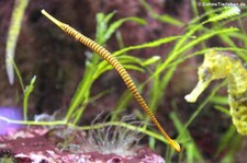 Gelbband-Seenadel (Dunckerocampus pessuliferus) im Kölner Zoo