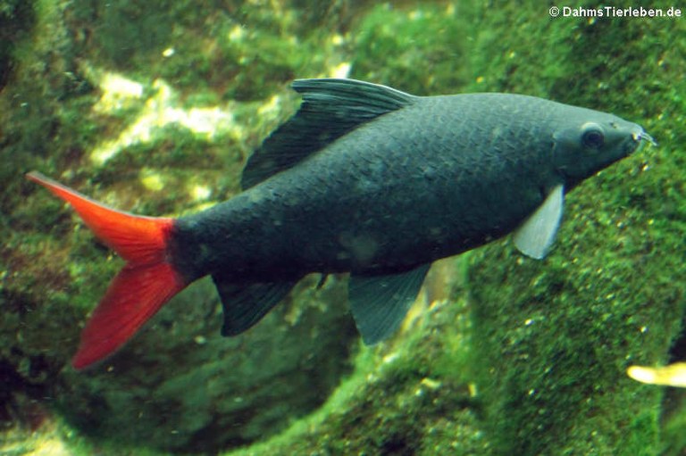 Epalzeorhynchos bicolor