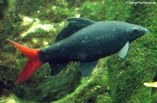 Feuerschwanz-Fransenlipper (Epalzeorhynchos bicolor) im Kölner Zoo