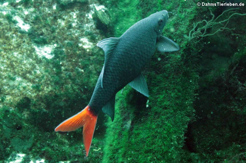 Feuerschwanz-Fransenlipper (Epalzeorhynchos bicolor)