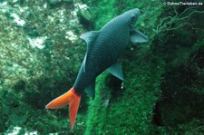 Feuerschwanz-Fransenlipper (Epalzeorhynchos bicolor) im Kölner Zoo