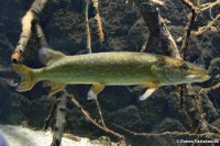 Europäischer Hecht (Esox lucius) im Zoo Köln