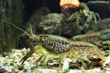 Tropischer Flusskrebs im Kölner Zoo