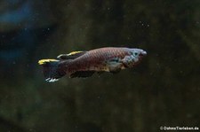 Stahlblauer Prachtkärpfling (Fundulopanchax gardneri) im Kölner Zoo