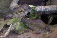 Rio-Negro-Erdfresser (Geophagus winemilleri) im Kölner Zoo