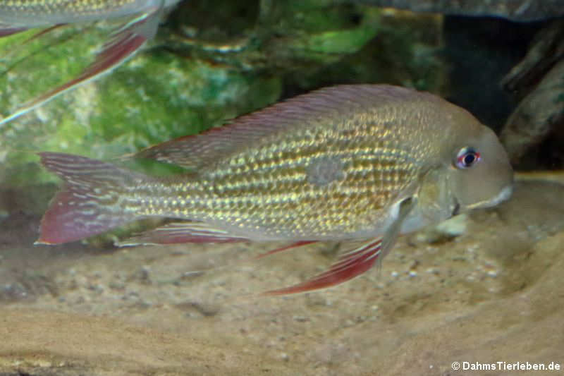 Rio-Negro-Erdfresser (Geophagus winemilleri)