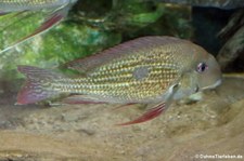 Rio-Negro-Erdfresser (Geophagus winemilleri) im Kölner Zoo