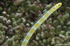 Pracht-Röhrenaal (Gorgasia preclara) im Kölner Zoo