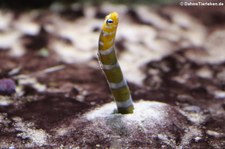 Pracht-Röhrenaal (Gorgasia preclara) im Kölner Zoo