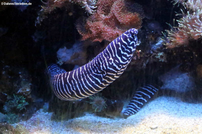 Zebramuräne (Gymnomuraena zebra)