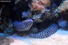 Zebramuräne (Gymnomuraena zebra) im Kölner Zoo