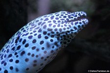 Große Netzmuräne (Gymnothorax favagineus) im Kölner Zoo