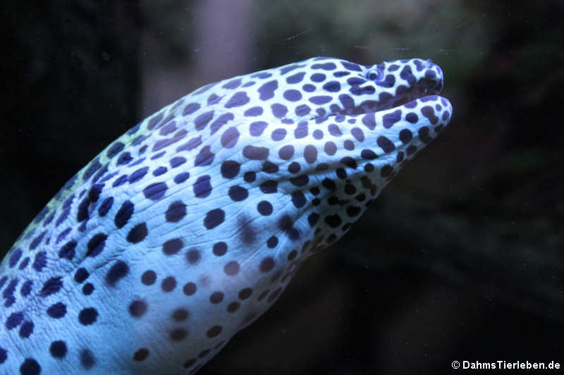 Gymnothorax favagineus-2