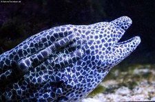 Große Netzmuräne (Gymnothorax favagineus) im Kölner Zoo