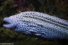 Große Netzmuräne (Gymnothorax favagineus) im Kölner Zoo