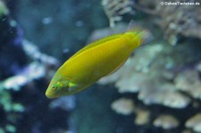 Pazifischer Kanarienlippfisch (Halichoeres chrysus) im Kölner Zoo