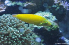 Pazifischer Kanarienlippfisch (Halichoeres chrysus) im Kölner Zoo