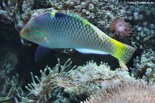 Schachbrett-Lippfisch (Halichoeres hortulanus) im Kölner Zoo