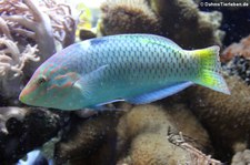 Schachbrett-Lippfisch (Halichoeres hortulanus) im Kölner Zoo