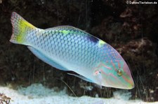 Schachbrett-Lippfisch (Halichoeres hortulanus) im Kölner Zoo