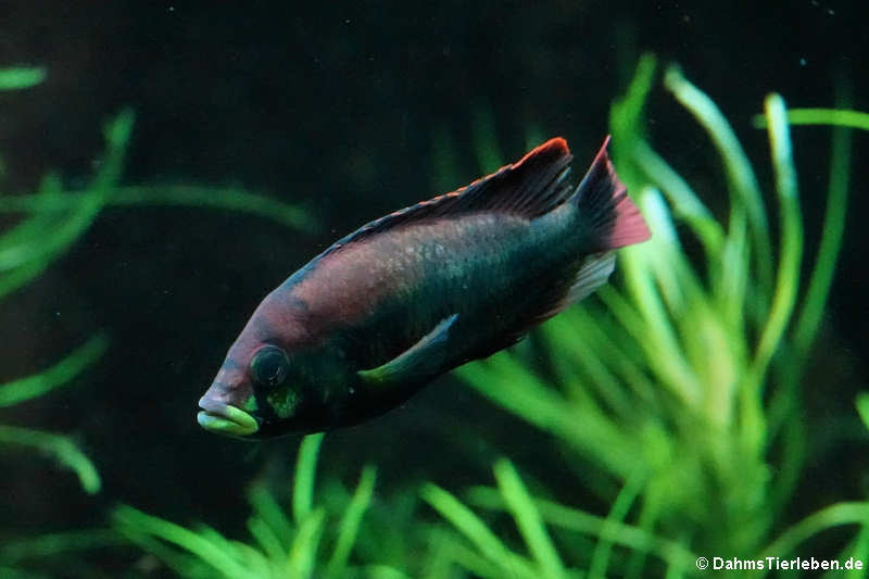 Papyrus-Maulbrüter (Haplochromis aeneocolor)