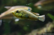 Papyrus-Maulbrüter (Haplochromis aeneocolor) im Kölner Zoo