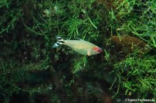 Rotkopfsalmler (Hemigrammus bleheri) im Kölner Zoo