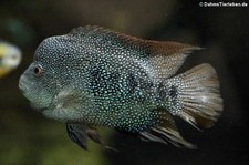 Perlbuntbarsch (Herichthys cyanoguttatus) im Kölner Zoo 