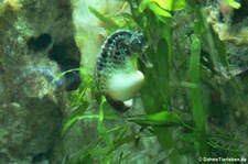  Neuseeland-Topfbauch-Seepferdchen (Hippocampus abdominalis) im Kölner Zoo