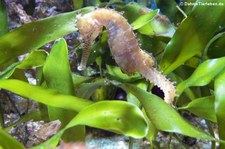 Linien-Seepferdchen (Hippocampus erectus) im Kölner Zoo