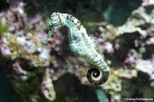 Karibik-Seepferdchen (Hippocampus reidi) im Kölner Zoo