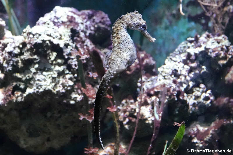 Karibik-Seepferdchen Hippocampus reidi-3