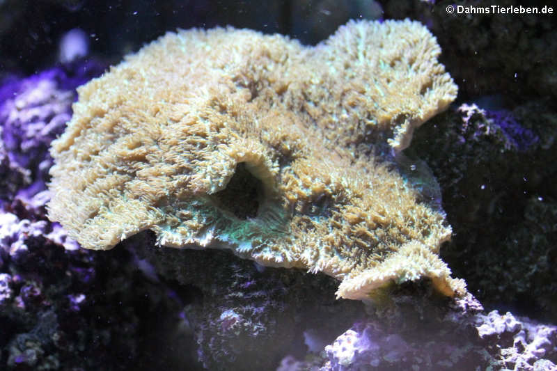 Hydnophora Hydnophora-1