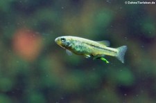 Blaustrich-Hochlandkärpfling (Ilyodon furcidens) im Kölner Zoo