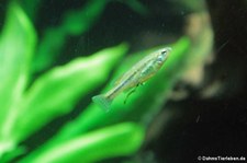 Blaustrich-Hochlandkärpfling (Ilyodon furcidens) im Kölner Zoo