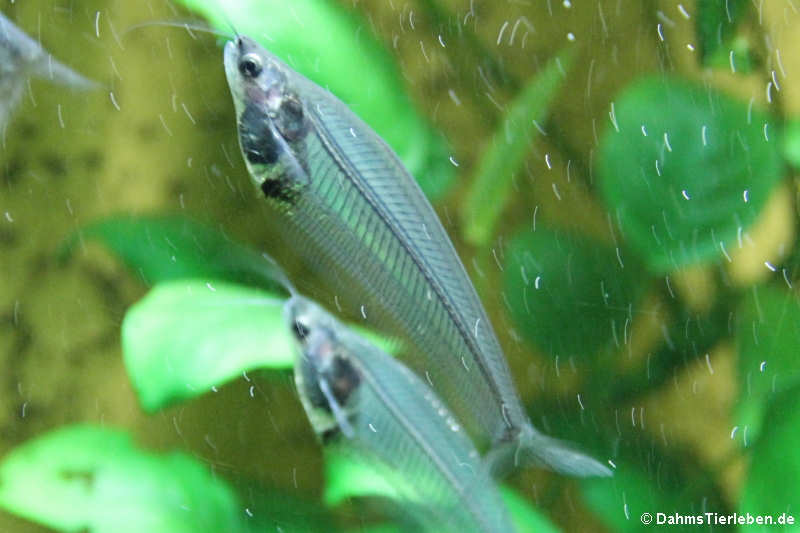 Indische Glaswelse Kryptopterus bicirrhis-2