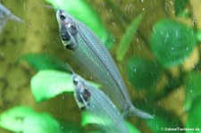 Indische Glaswelse (Kryptopterus bicirrhis) im Kölner Zoo