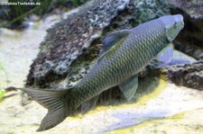 Berglabeo (Labeo cylindricus) im Kölner Zoo