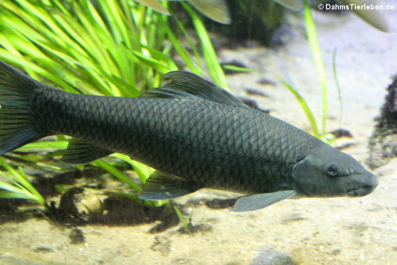 Rotaugen-Fransenlipper Labeo cylindricus-1