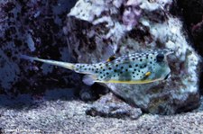 Langhorn-Kofferfisch (Lactoria cornuta) im Kölner Zoo