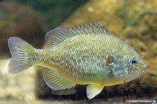 Sonnenbarsch (Lepomis gibbosus) im Kölner Zoo