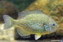 Lepomis gibbosus